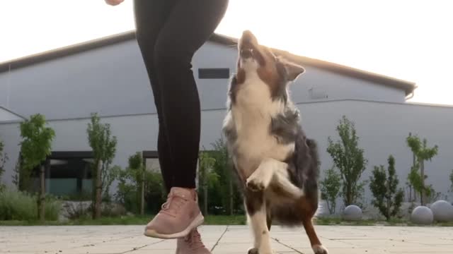 Funny animal video