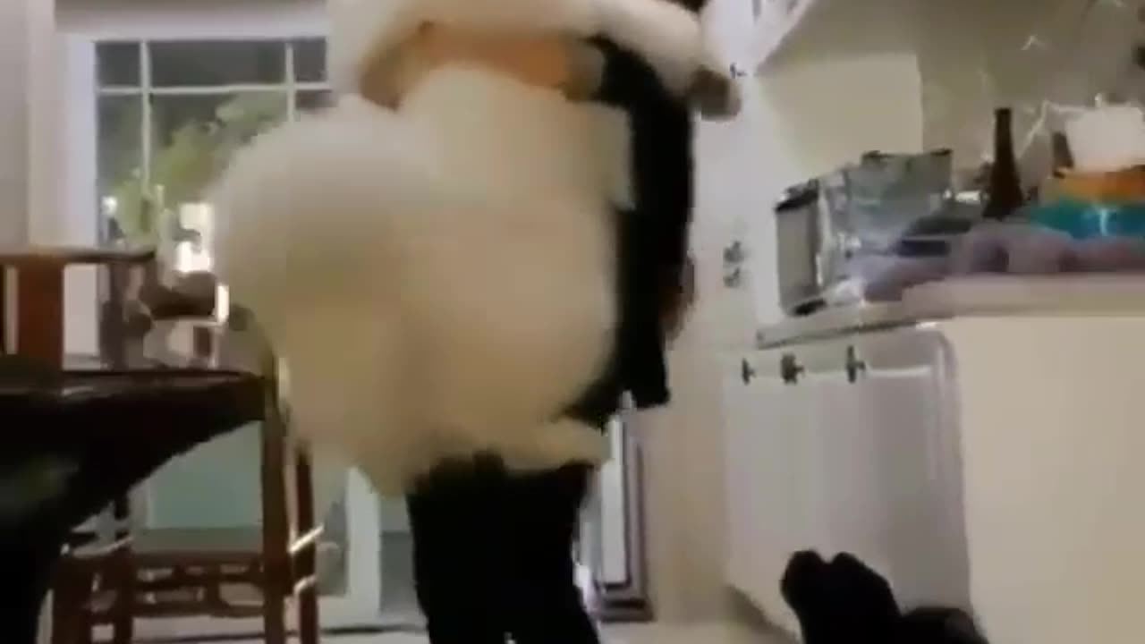 "Giant Fluffball Alert! 🐶✨ Watch This Massive Pup Get the Ultimate Hug! #CuddleMonster"