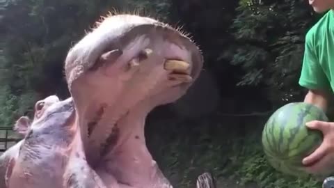 Hippo Hilarity: Funniest Hippo Moments & Splashy Antics!