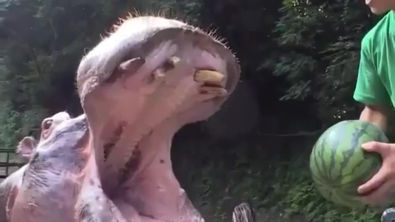 Hippo Hilarity: Funniest Hippo Moments & Splashy Antics!