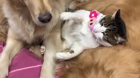 The cute cat bites the dog's nose