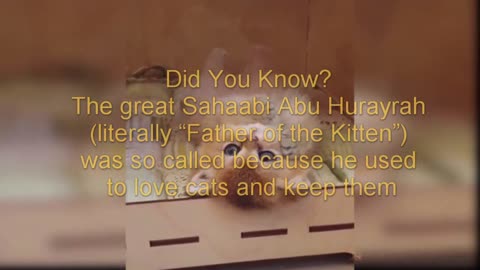 very nice cat videos#