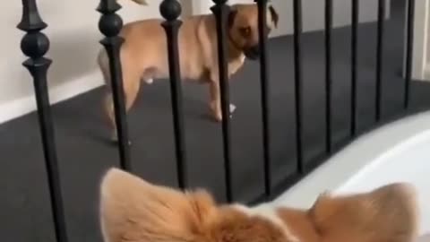 Corgi mockery