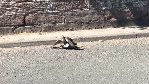 Female sparrowhawk killing a magpie