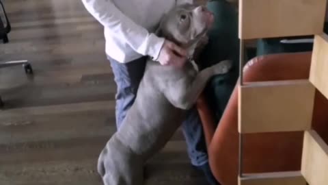 Weekend with American Bully