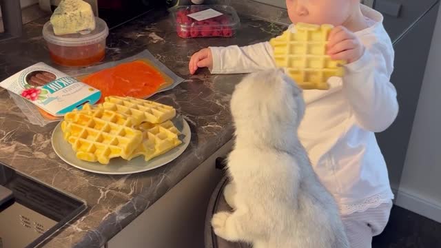 A Baby and a Kitty Share Waffles