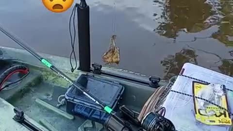Ants go fishing