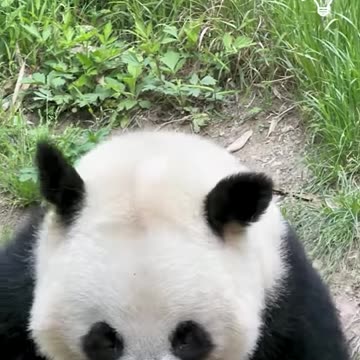 Adorable panda eating a bamboo stick🐼