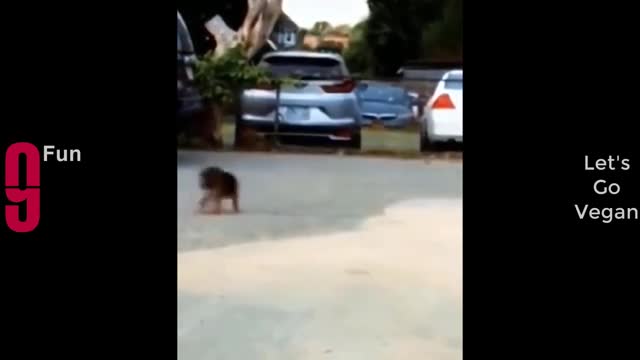 TRY NOT TO LAUGH ๐๐best funny video