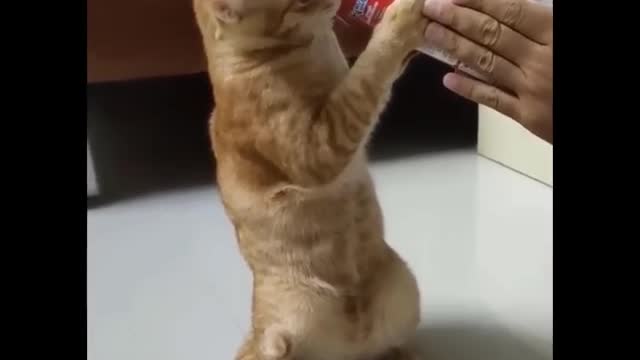 Cute funny cat videos and meme compilation part 3