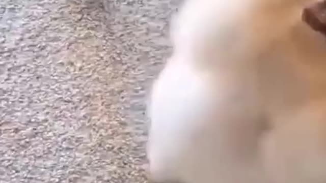 9_Cute and Funny Dog😍😍video 2021