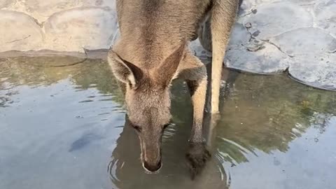 I saw a kangaroo drinking water on the road in Mordor