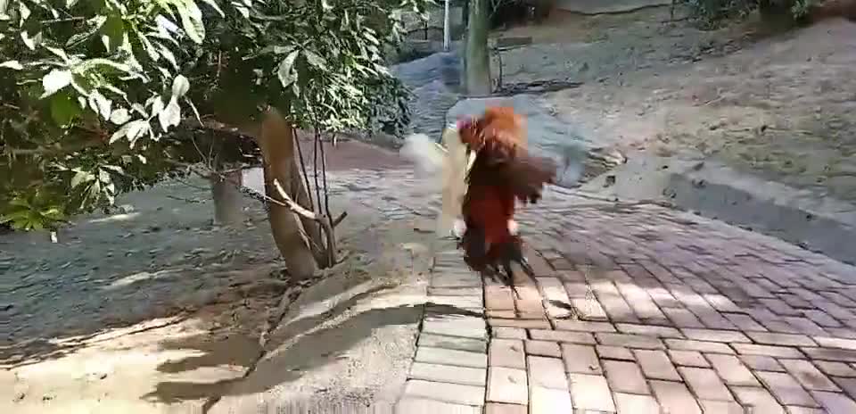 The cock
