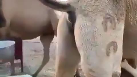 Islamic nutrition: camel milk mixed with camel urine