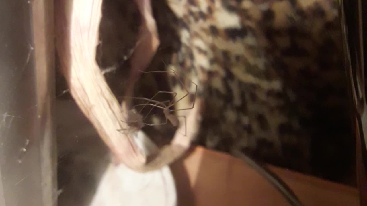 Spider Donald