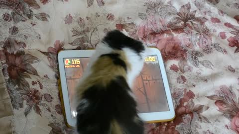 Kitten Plays Games On A Tablet