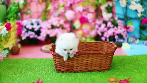 Mini Puppy Small Puppy White Pomeranian