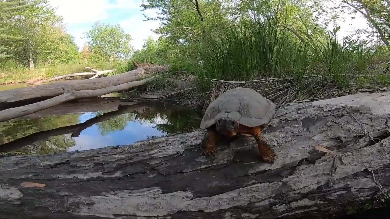 Wood Turtle