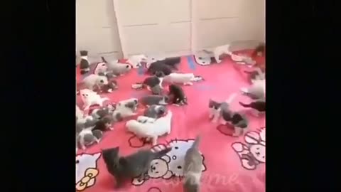 kitten jumping fails