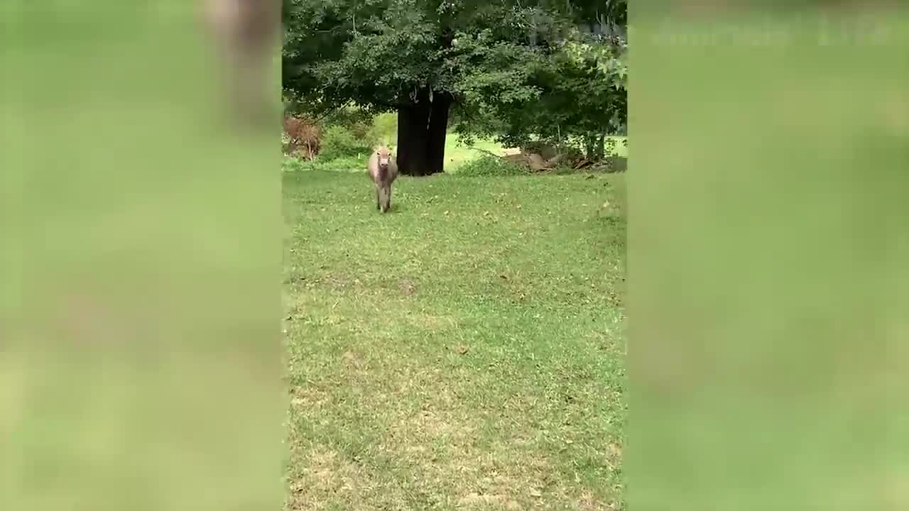 🤣 Funny wild and farm animal videos 🐴🦍