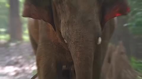 Elephant,