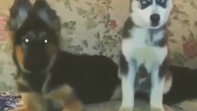 Big dog and little dog.