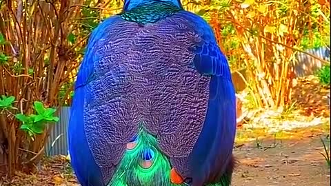 Amazing colorful bird