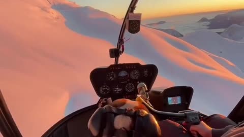 We flew over the Alps with our dog