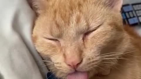 Best Funny animals video 2022