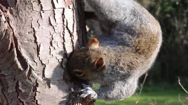 Beautiful squirrel on the tree