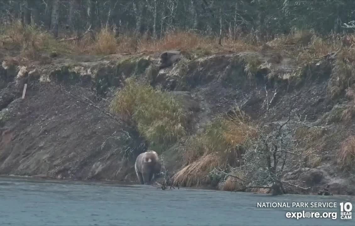 bear climbing to find a friend