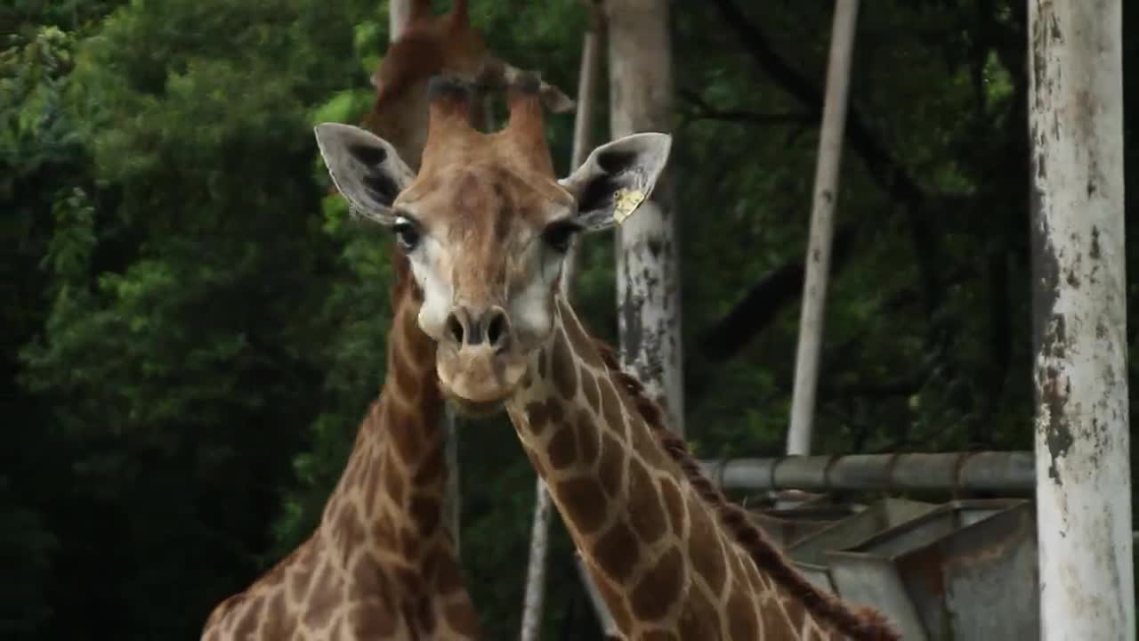 The giraffe