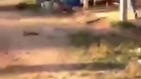 Try not to laugh 😂🤣 funny animal🐵🐔🐶🐷.