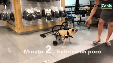 Tres minutos para devolver la sonrisa a un perro