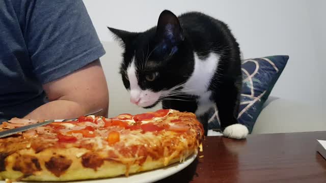 Cat eating pizza