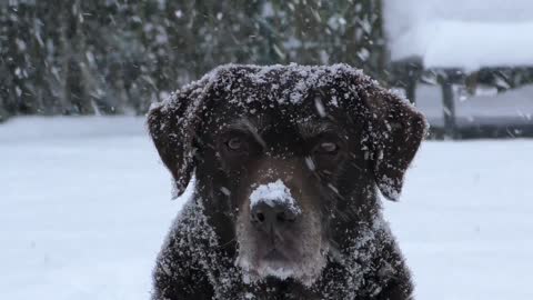 Black dog in cold weather