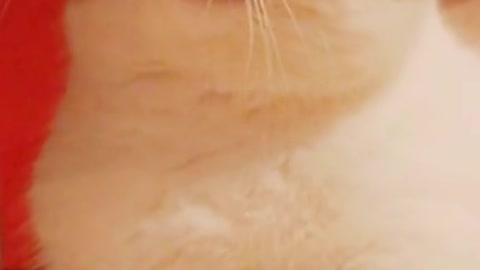 heterochromia