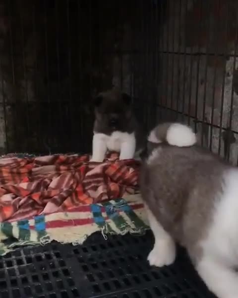 Akita Americano for sale