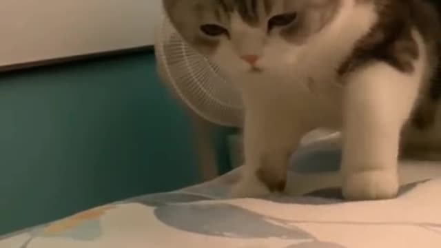 So curious🐱🐱🐱😺😍