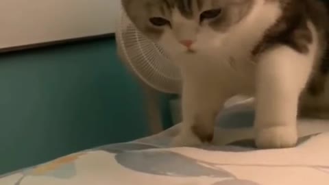 So curious🐱🐱🐱😺😍