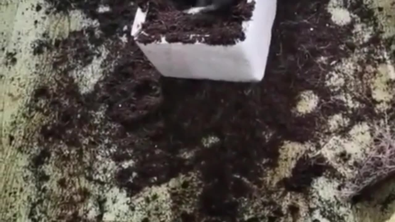 Funny animal videos|Cute animal videos |Funny dog&cat videos|Hilarious pet videos|funny video
