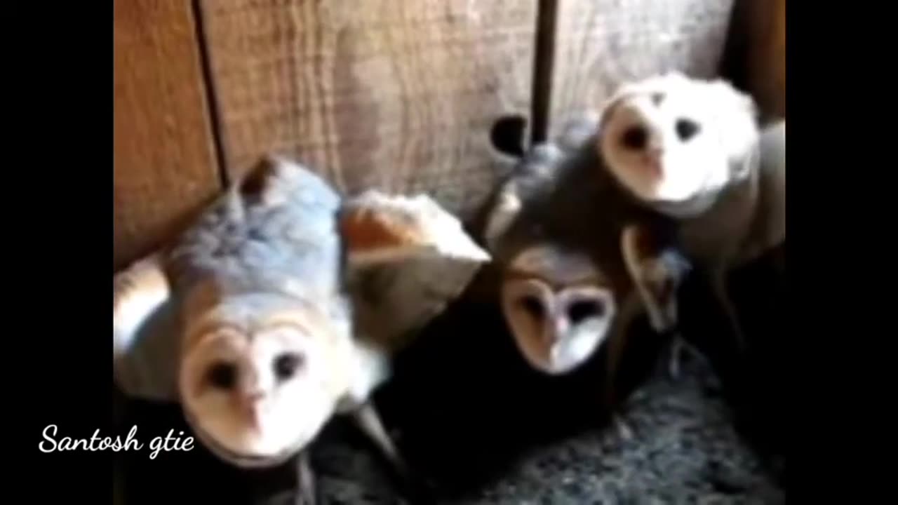 Funny Animal Video