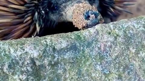 Is this a hedgehog? It's covered in spines, but it doesn't look much like a hedgehog