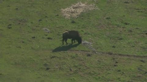 Buffaloes spotted roaming | Rick Ross' Georgia mansion