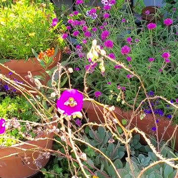 Bumblebee Out front in my garden 🐝