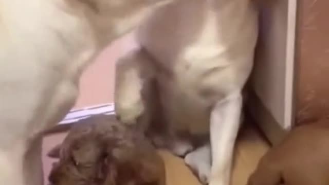fanny video