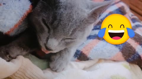 My cat sleep