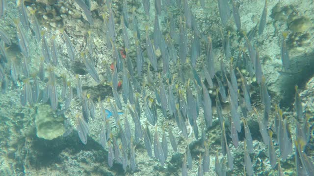 fishes underwater(sea) in thailnad