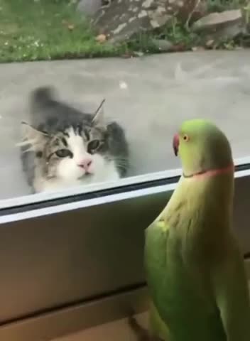 A GIGGLE FOR 3-3-23 PARROT 🦜 PLAYING PEEKABOO WITH NOT SO ENTHUSED CAT