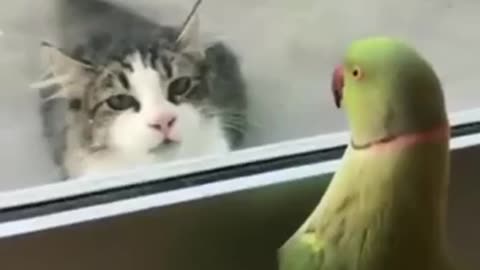 A GIGGLE FOR 3-3-23 PARROT 🦜 PLAYING PEEKABOO WITH NOT SO ENTHUSED CAT